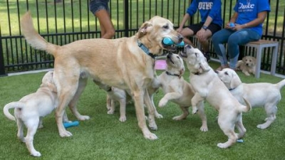 Duke Puppy Kindergarten Admits Seven New Students