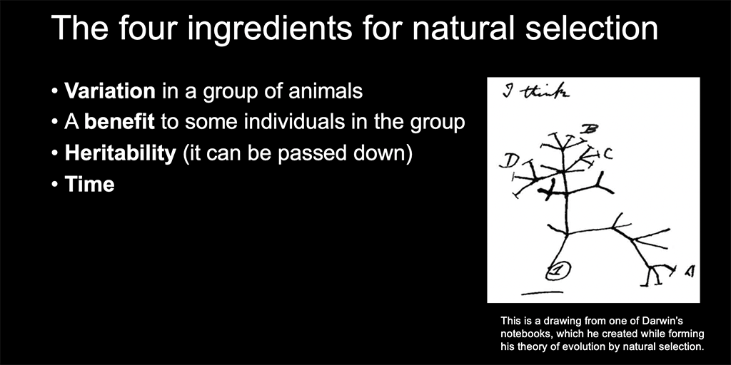 A PowerPoint slide labeled &quot;The four ingredients of natural selection&quot;
