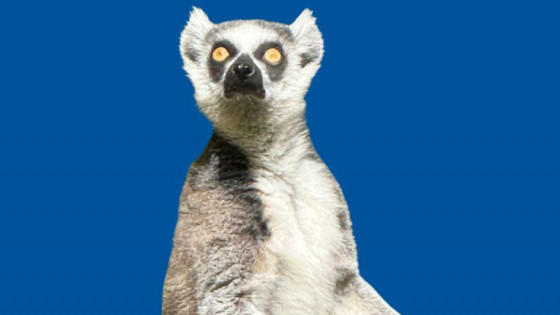 Study Suggests Lemurs Age Differently Than Humans
