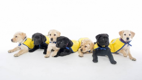 Black and yellow puppies arrange in a row, wearing capes