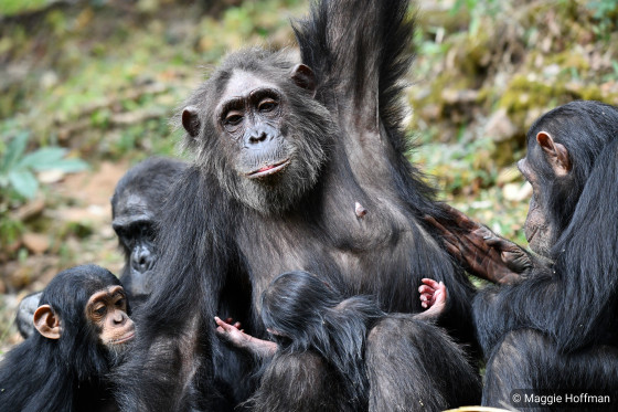 group of chimpanzees and baby chimpanzee 