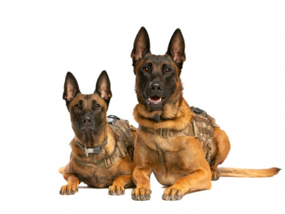 Two german shepherd dogs on white background