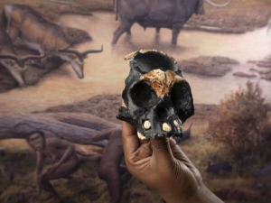 250,000-Year-Old Child Adds to the Mystery of Our Human Origins
