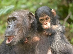 mom and baby chimpanzee