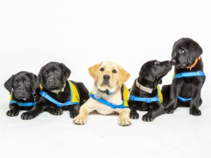 4 black lab puppies with yellow lab puppy in the middle