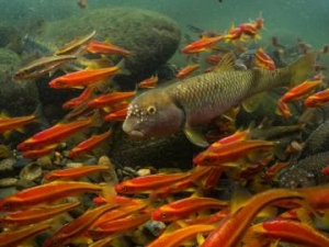 Mountaintop Mining Causes 40 Percent Loss of Aquatic Biodiversity 
