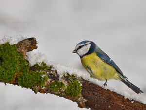 blue and yellow bird sitting on snowy branch