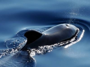 How Whale Noses Moved to the Top of Their Head