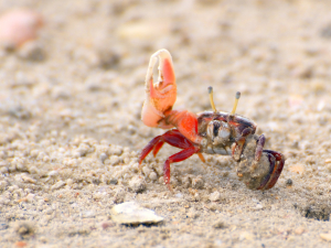 crab on sand