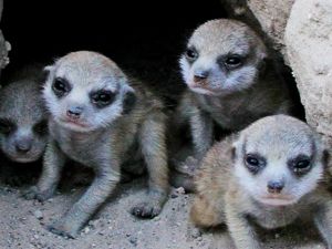 Meerkat pups at Kuruman River Reserve in South Africa's Kalahari Desert