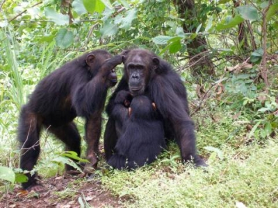 Female Chimps With Powerful Moms Are Less Likely to Leave Home