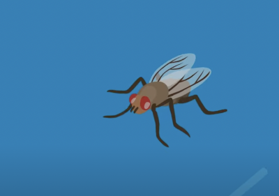 illustration of bug on blue background