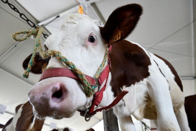 Portrait of a cow