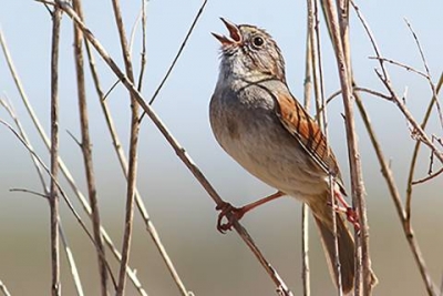 Male Sparrows Are Less Intimidated by the Songs of Aging Rivals